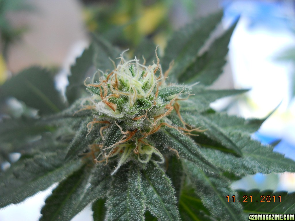 Wonder Woman clone bud