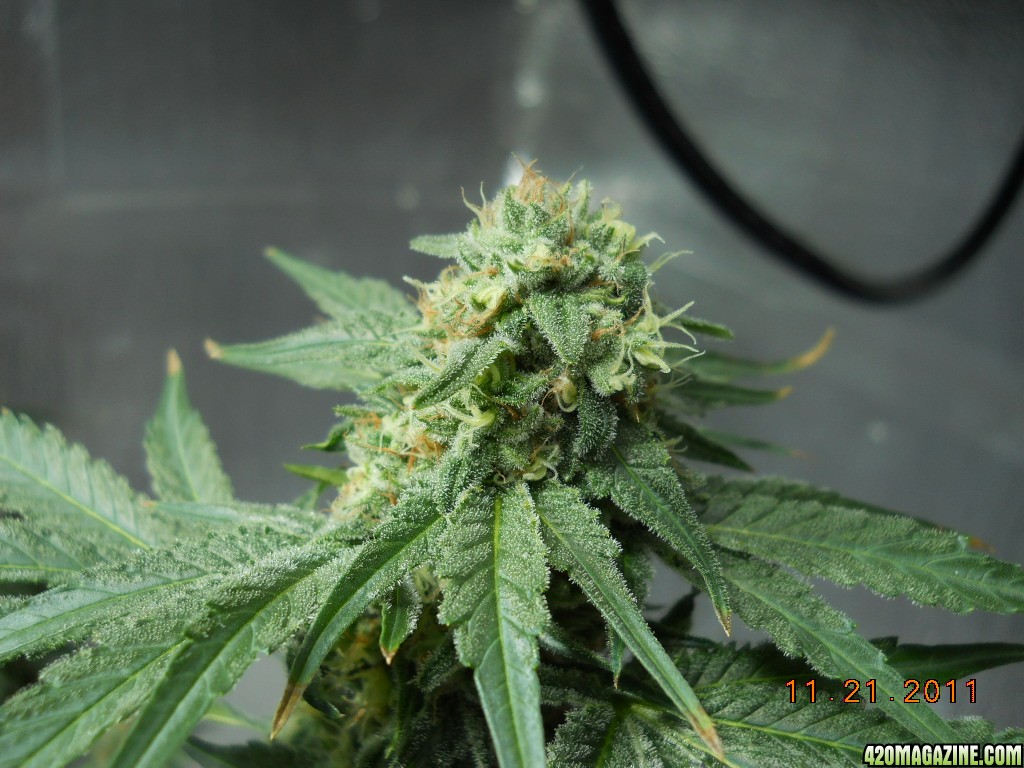 Wonder Woman clone bud