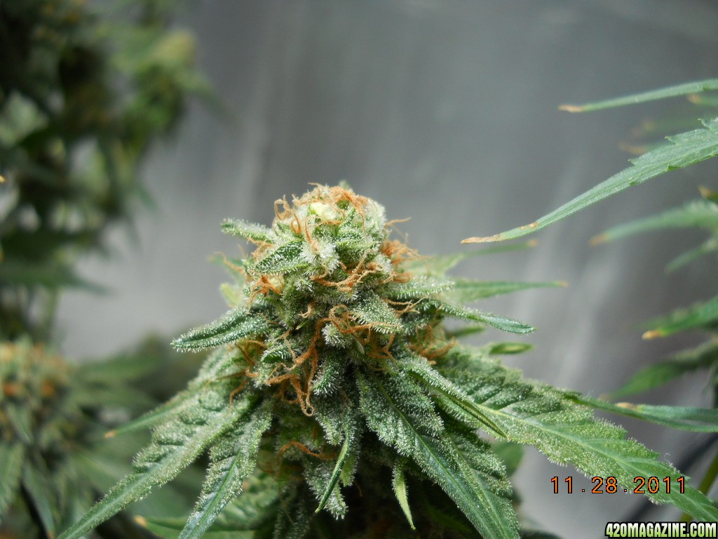 Wonder Woman clone bud