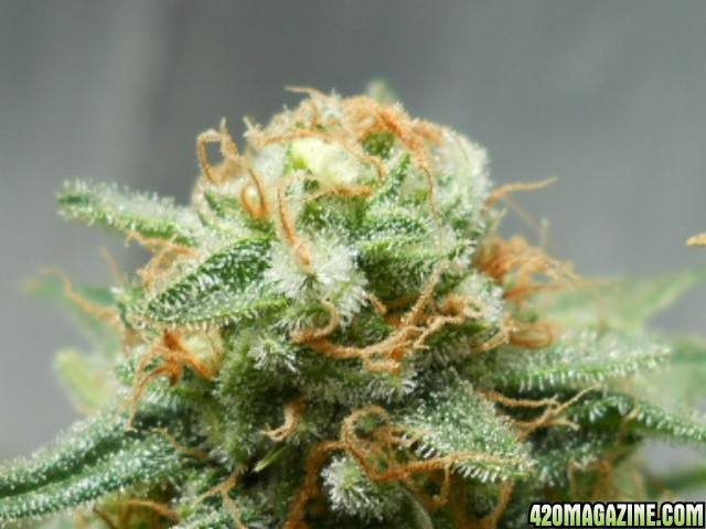 Wonder Woman clone bud