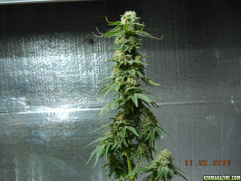 Wonder Woman clone - cola