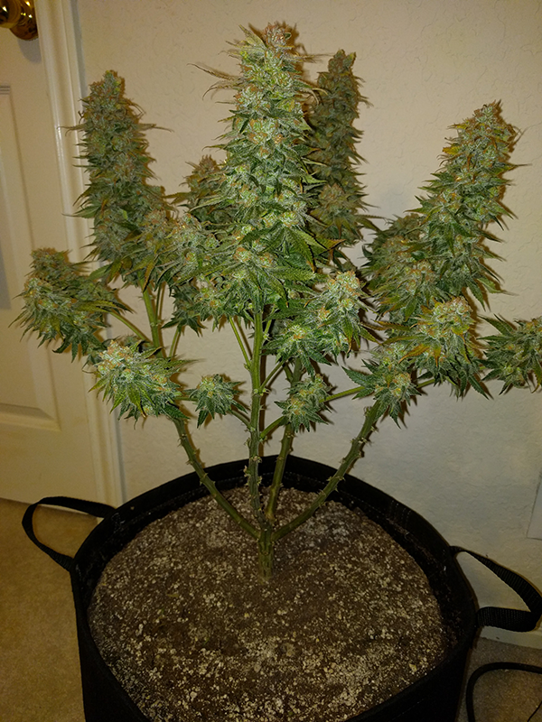 Wonder Woman Clone Day 101 Pic 1