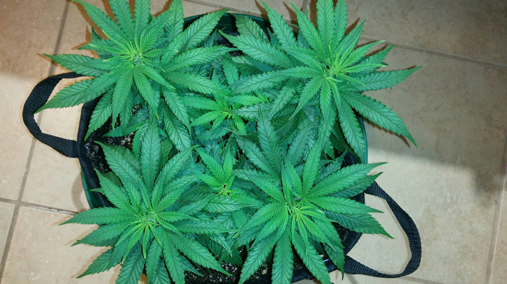 Wonder Woman Clone Day 39 Pic 1