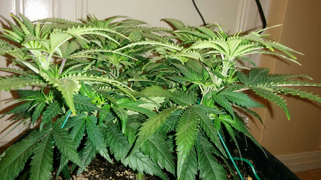 Wonder Woman Clone Day 39 Pic 2