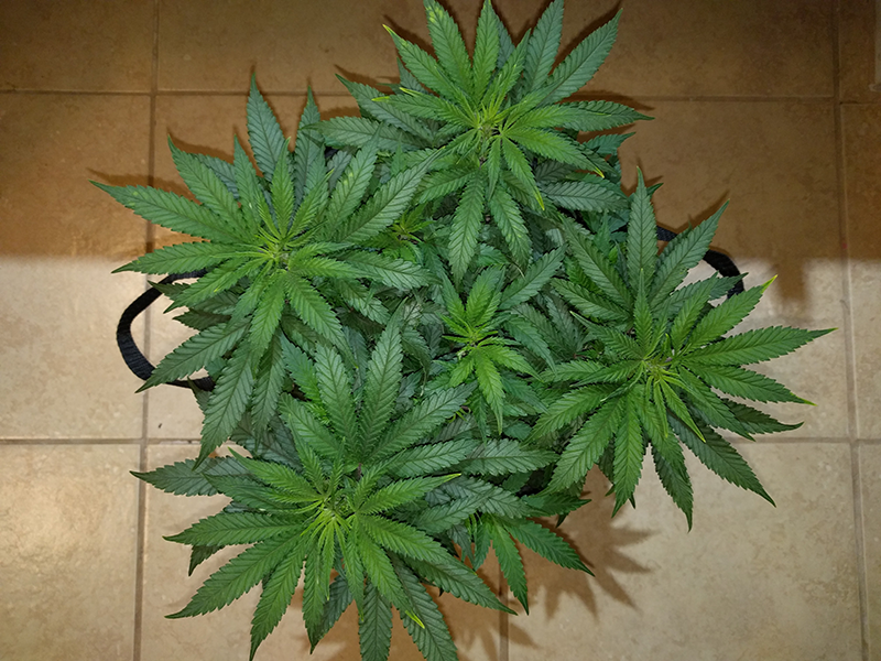 Wonder Woman Clone Day 43 Pic 1