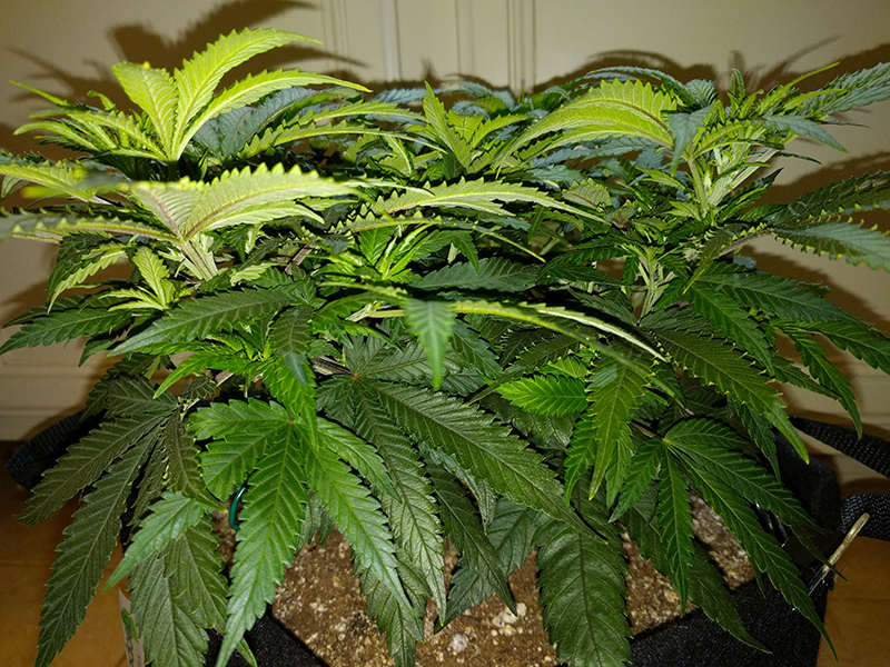 Wonder Woman Clone Day 43 Pic 2