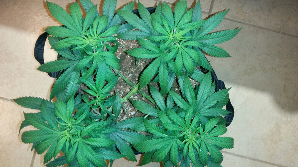 Wonder Woman Clone - Day 43 Pic 3