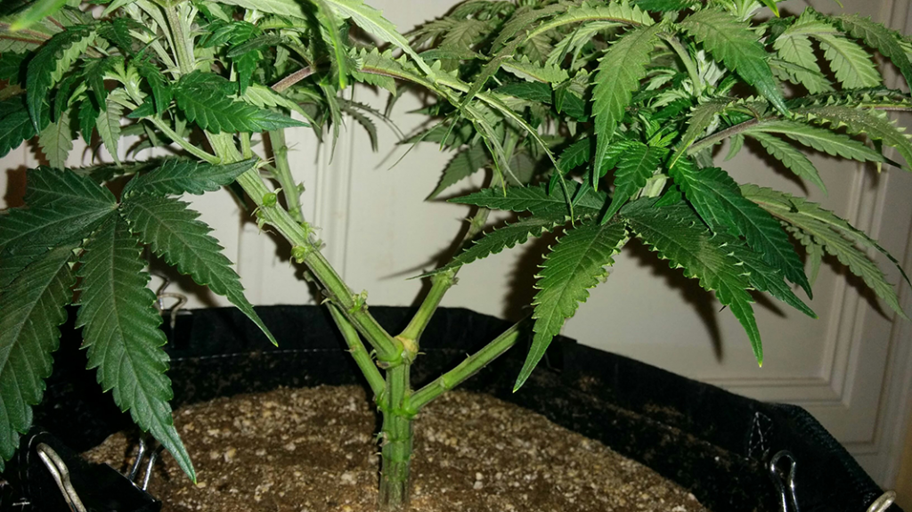 Wonder Woman Clone - Day 43 Pic 4