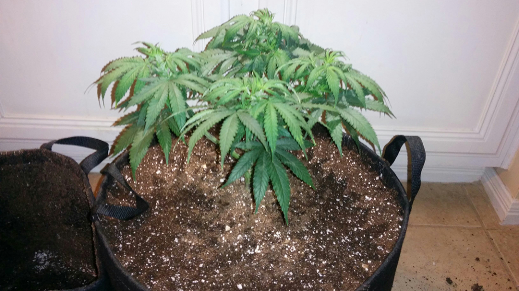 Wonder Woman Clone - Day 43 Pic 5