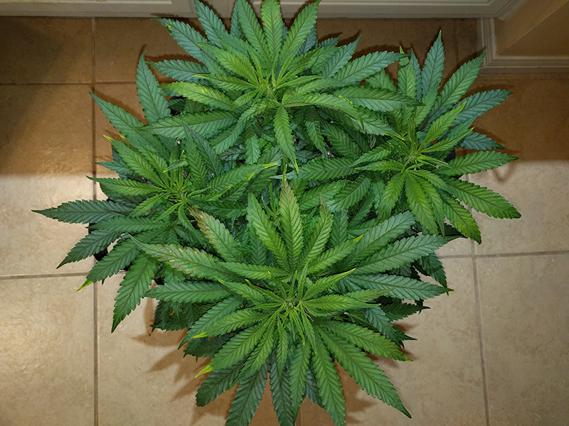 Wonder Woman Clone Day 49 Pic 1