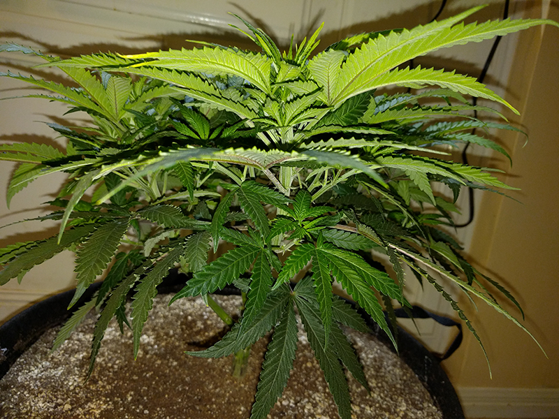 Wonder Woman Clone Day 49 Pic 2