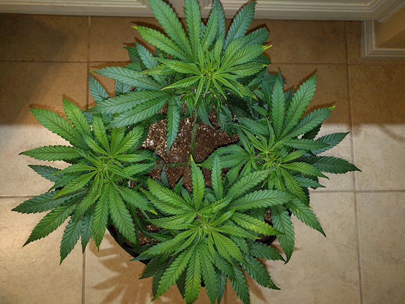 Wonder Woman Clone Day 49 Pic 3