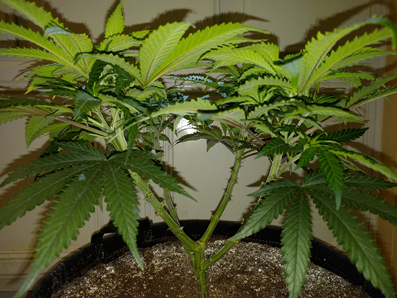 Wonder Woman Clone Day 49 Pic 4