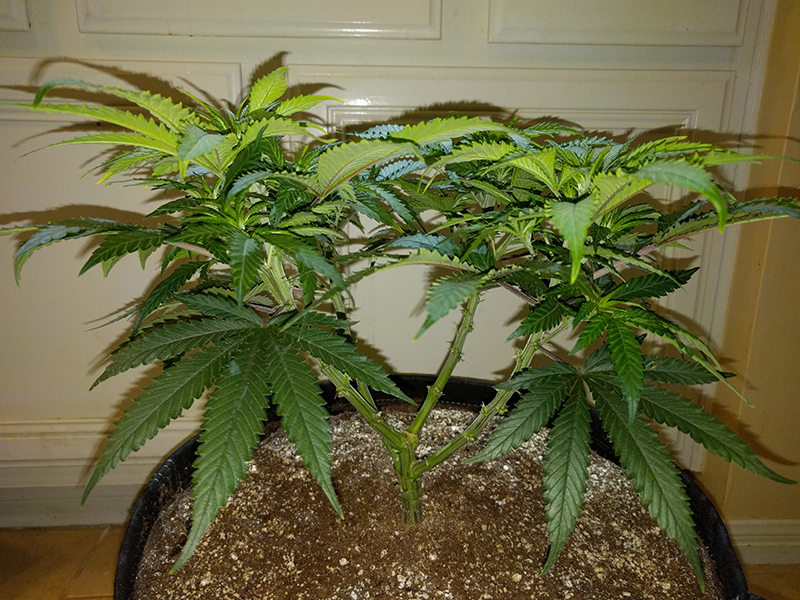 Wonder Woman Clone Day 49 Pic 5