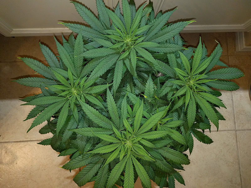 Wonder Woman Clone Day 57 Pic 1