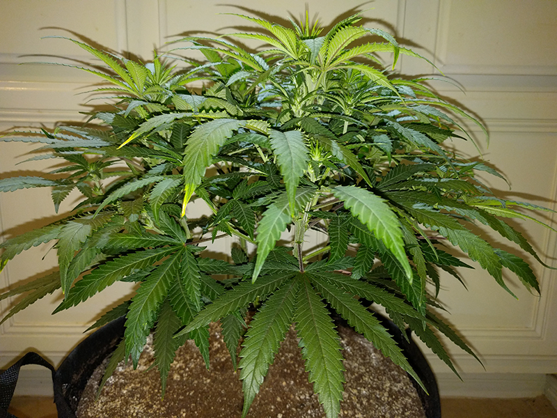 Wonder Woman Clone Day 57 Pic 2