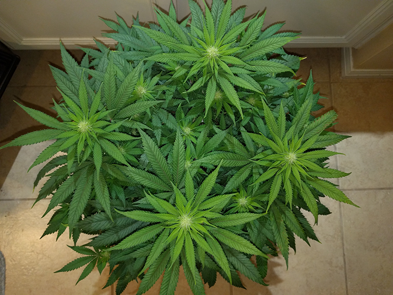 Wonder Woman Clone Day 64 Pic 1