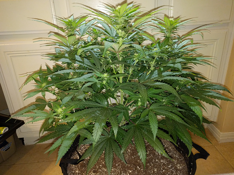 Wonder Woman Clone Day 64 Pic 2