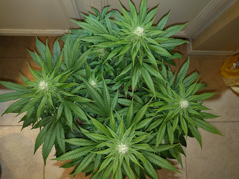 Wonder Woman Clone Day 71 Pic 1