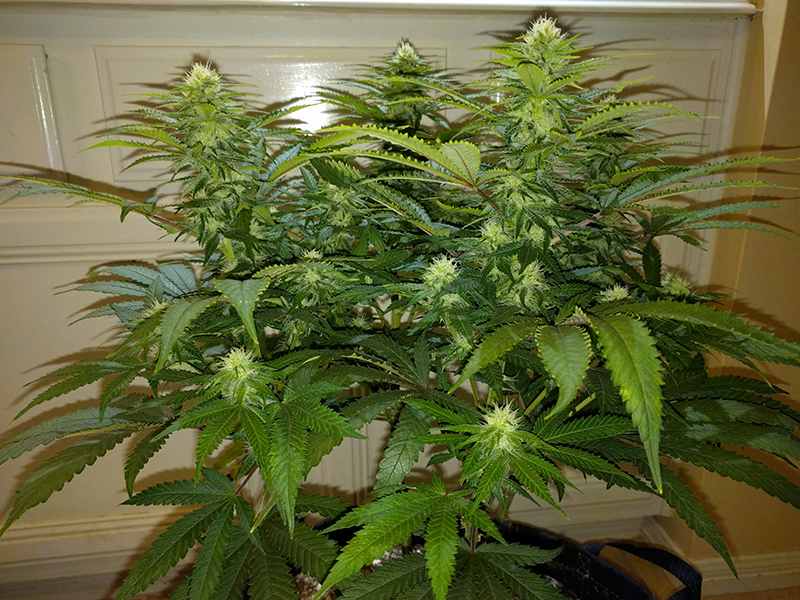 Wonder Woman Clone Day 71 Pic 2