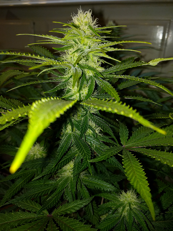 Wonder Woman Clone Day 71 Pic 3