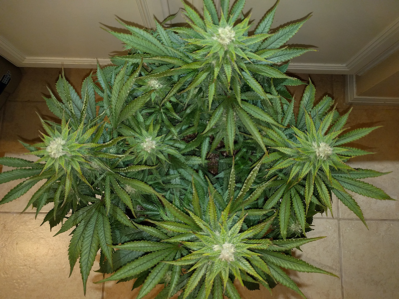 Wonder Woman Clone Day 77 Pic 1