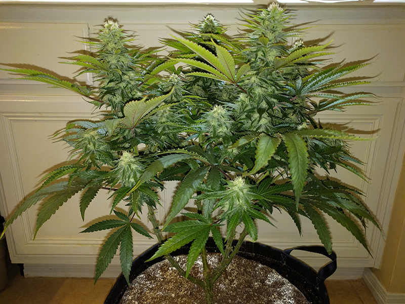 Wonder Woman Clone Day 77 Pic 2