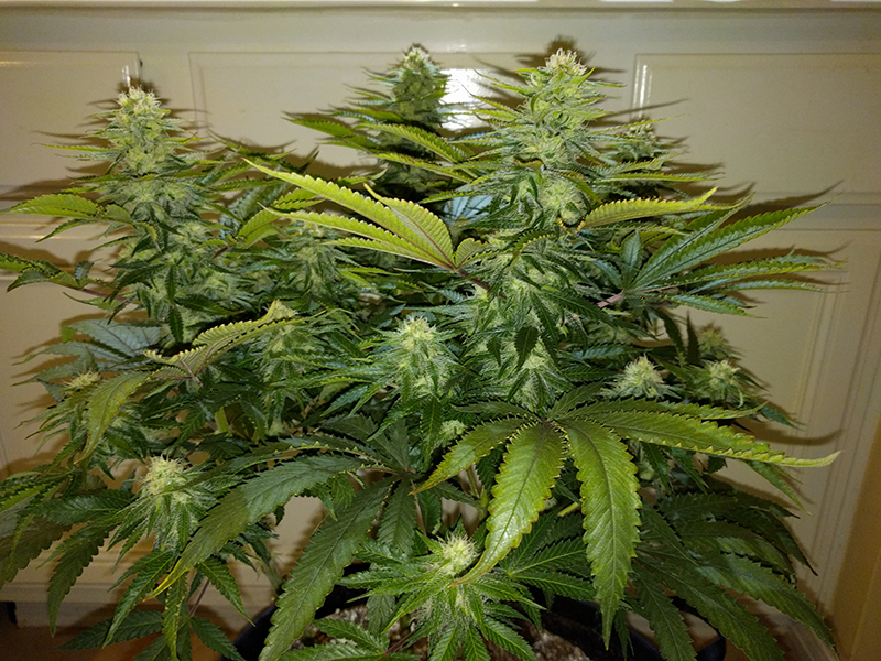 Wonder Woman Clone Day 77 Pic 3