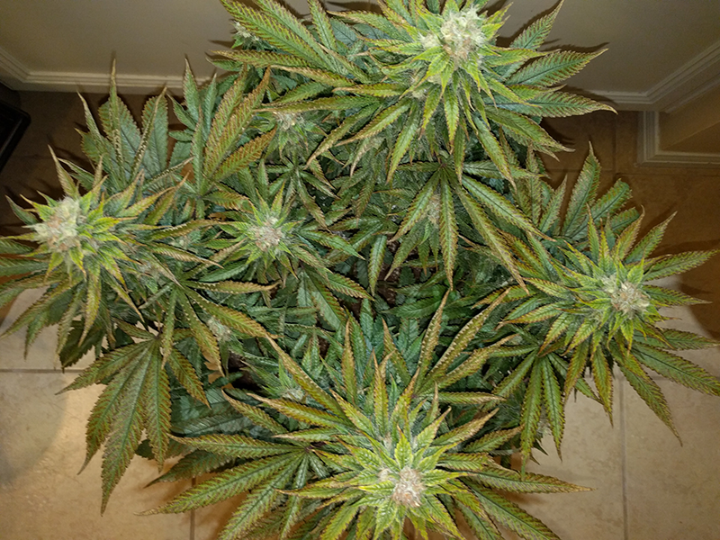 Wonder Woman Clone Day 86 Pic 1