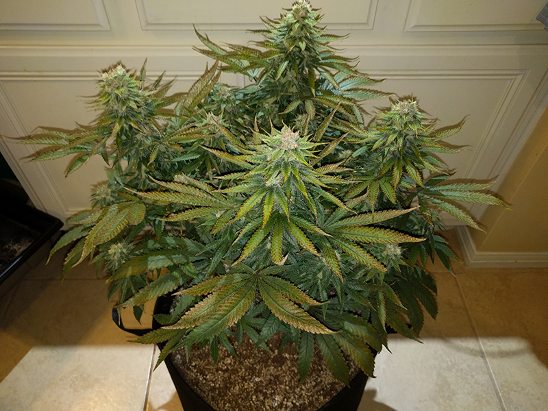 Wonder Woman Clone Day 86 Pic 2