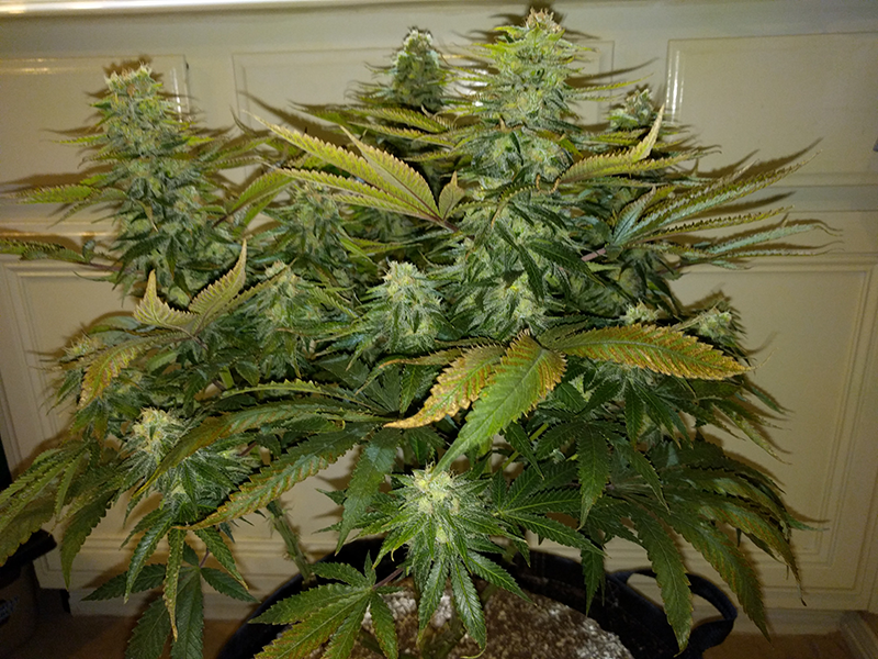 Wonder Woman Clone Day 86 Pic 3