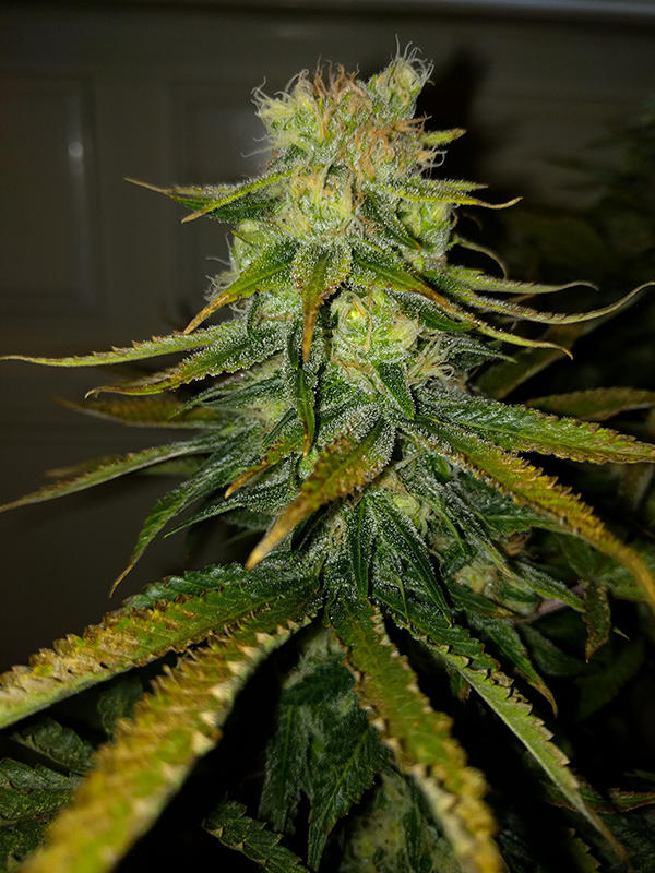 Wonder Woman Clone Day 86 Pic 4