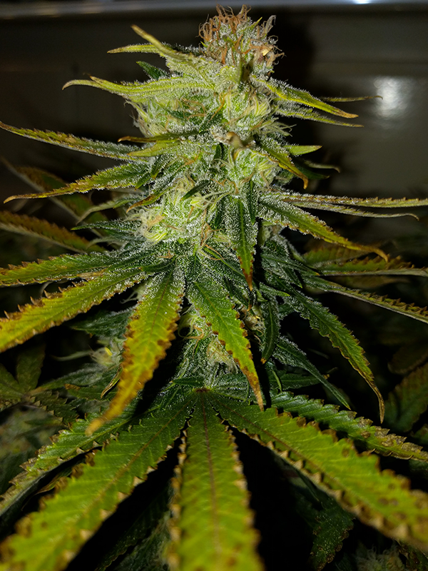 Wonder Woman Clone Day 86 Pic 5