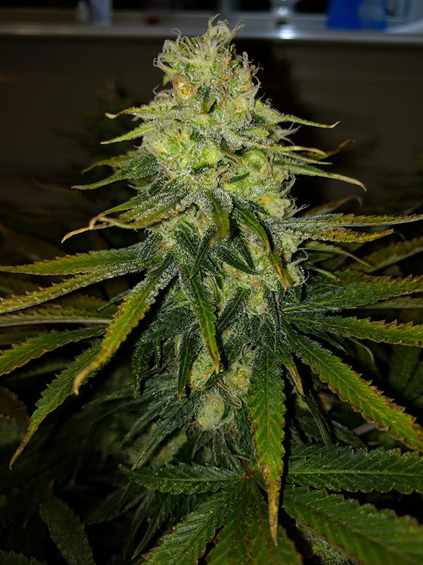 Wonder Woman Clone Day 86 Pic 6