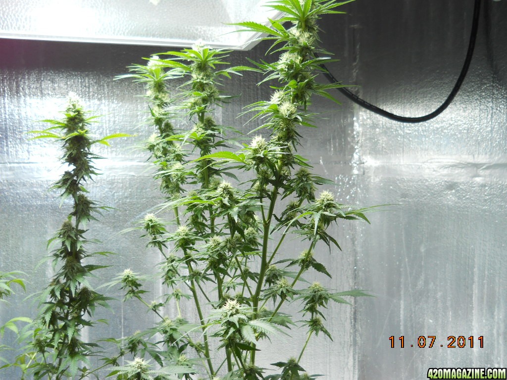 Wonder Woman clones  28 days