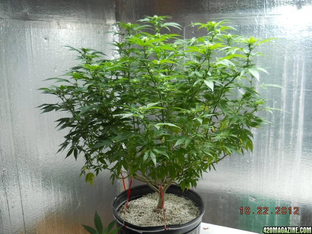 Wonder Woman - flowering day 10