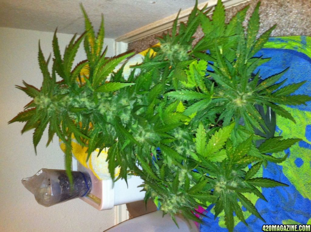 Wonder woman grow