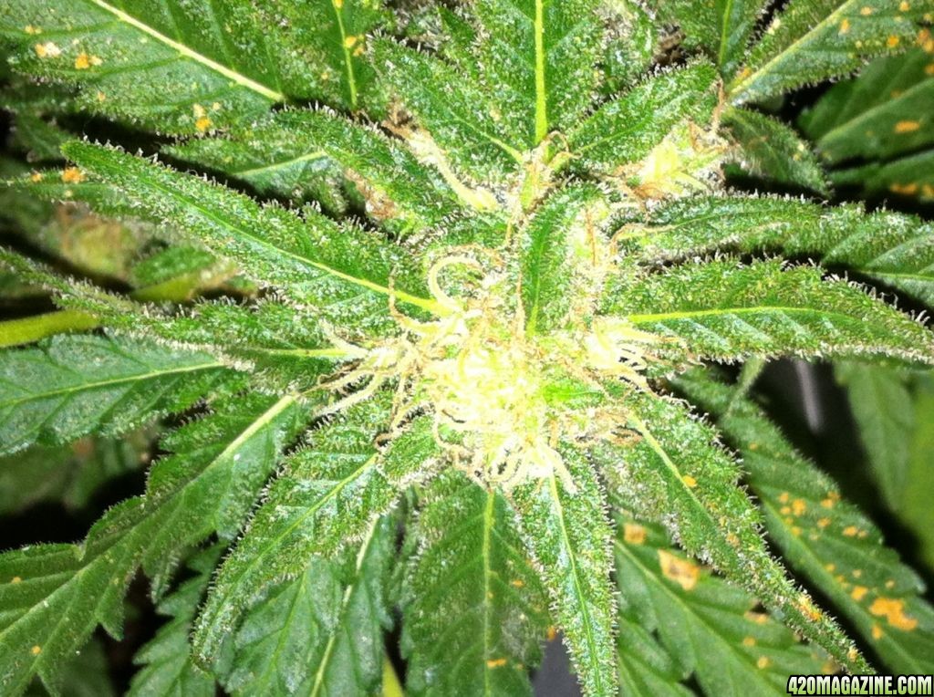 Wonder woman grow