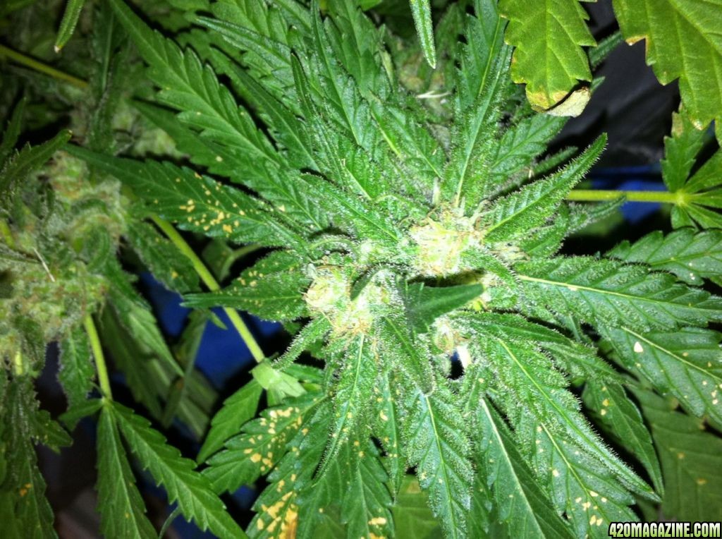 Wonder woman grow