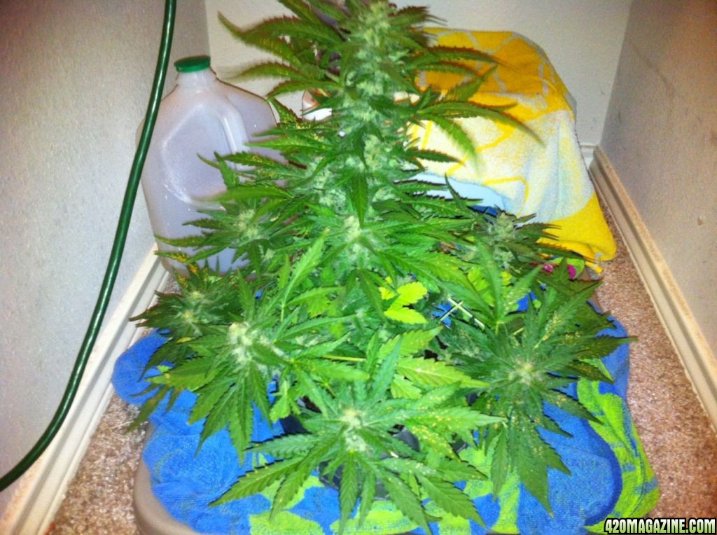 Wonder woman grow