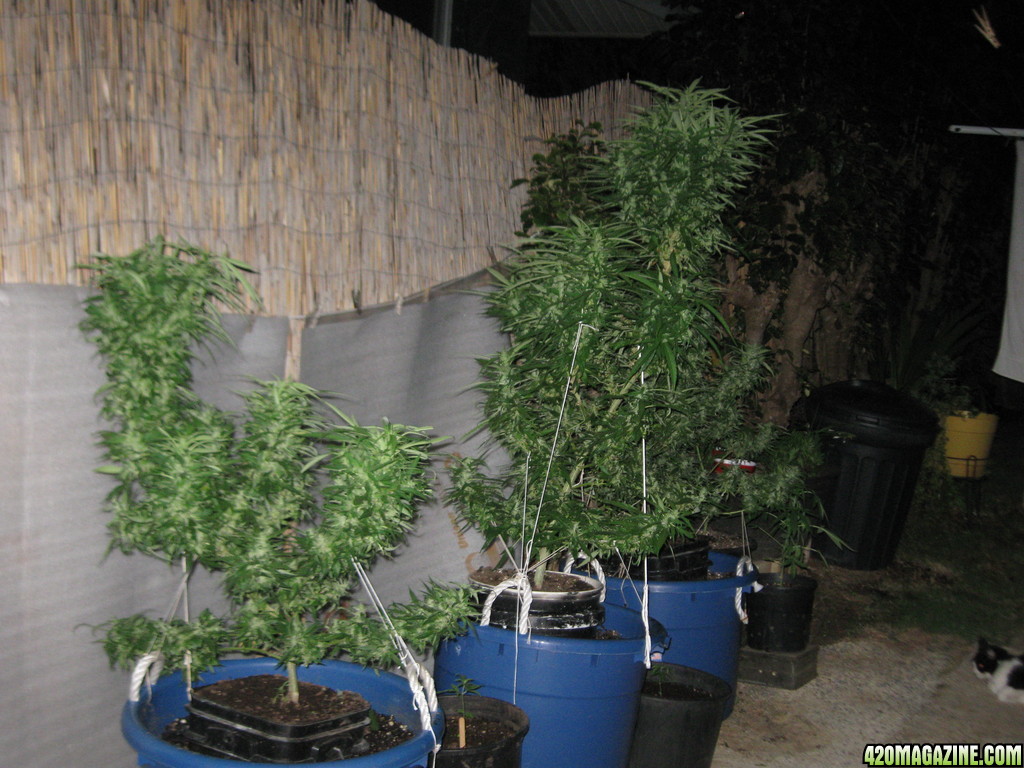 Wonder Woman, Skunk &amp; Master Kush