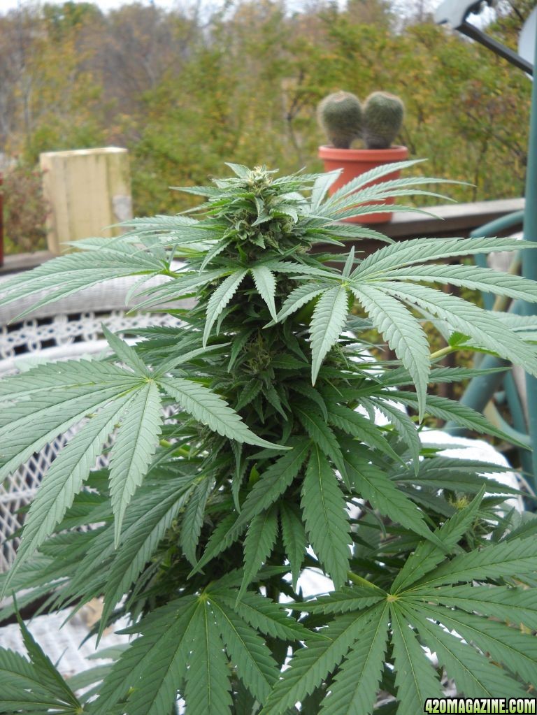 Woodsman Outdoors 10-14 Bubba_Kush_Cola