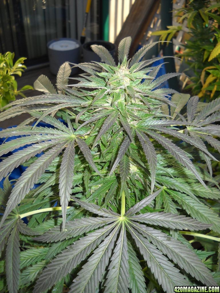 Woodsman Outdoors 10-21 Bubba_Kush