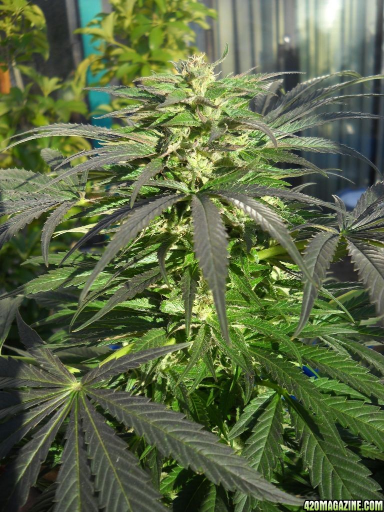 Woodsman Outdoors 10-21 Bubba_Kush_Main_Cola