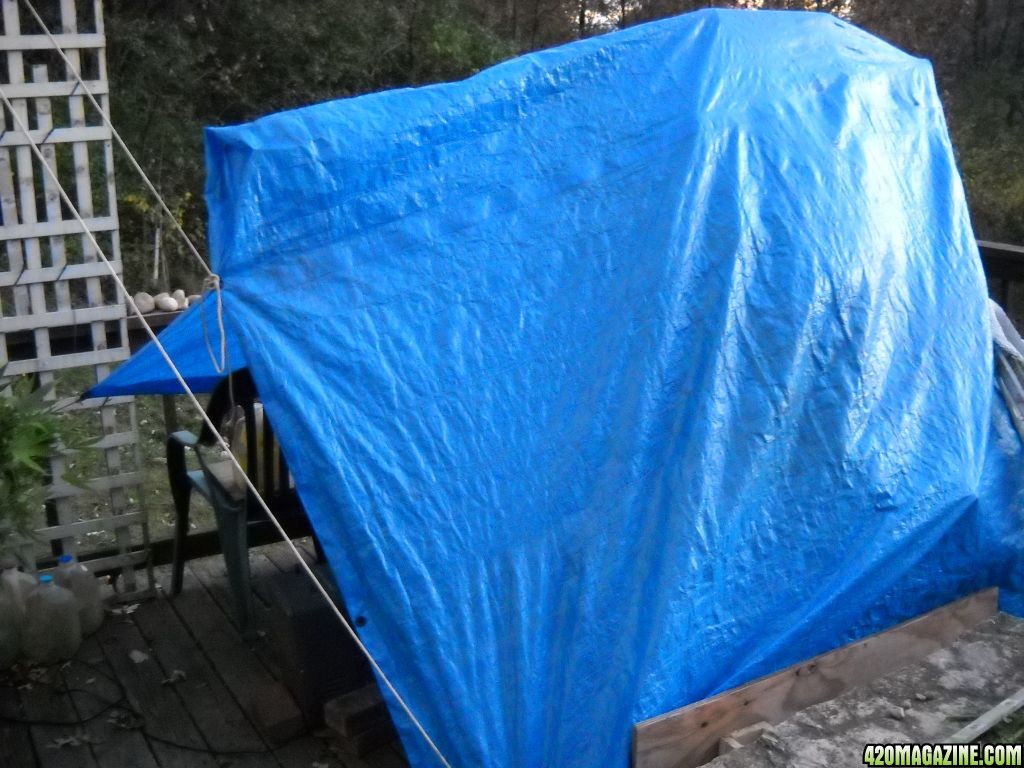 Woodsman Outdoors 10-3 Makeshift_tent_to_keep_the_plants_from_freezing