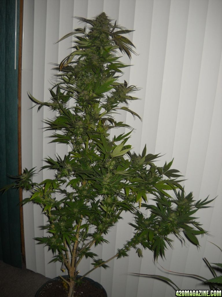 Woodsman Outdoors 10-5 Pre Harvest Pink