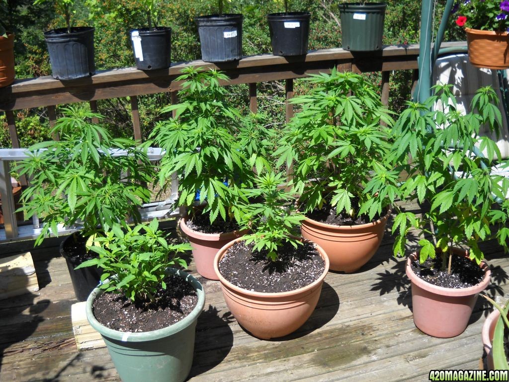 Woodsman Outdoors - 6-30 Larger plants