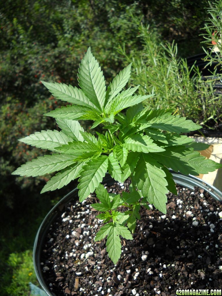 Woodsman Outdoors 8-9 Bubba Kush (a)