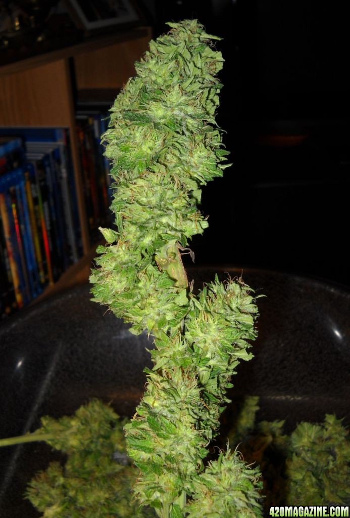 Woodsman Outdoors 9-26 Harvest Pink Lady Bud