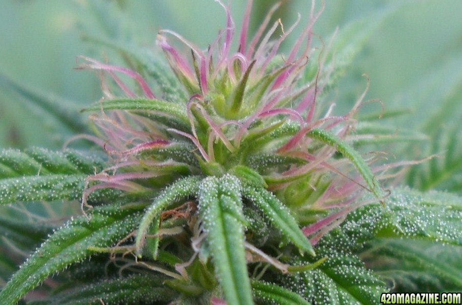 Woodsman Outdoors 9-5 Pink_Cola_of_Bagweed_2